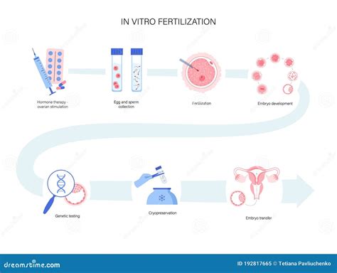 Concepto De Fertilidad Humana Ilustraci N Del Vector Ilustraci N De