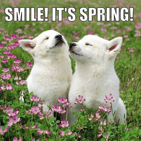 Smile Its Spring Cute Animals Pinterest