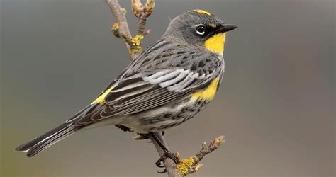 Yellow Rumped Warbler Identification All About Birds Cornell Lab Of