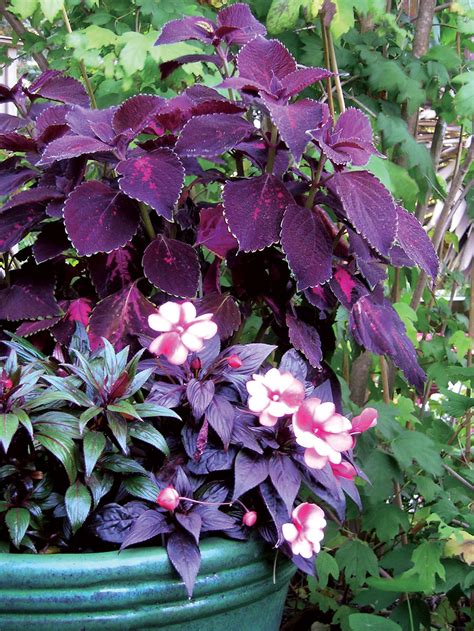 19 Colorful Plants For Shade Gardens Sunset Magazine