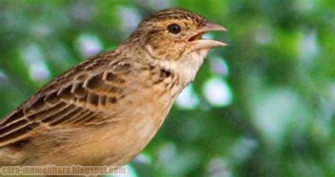 Untuk daerah jawa timur dan jawa tengah bisa lebih murah atau bahkan bisa lebih mahal jika di bandingkan dengan harga burung yang akan kami sajikan. Kisaran Harga Burung Branjangan