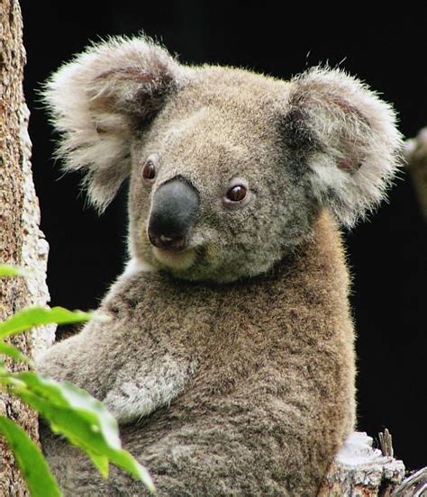 91 Best Images About Koala Art On Pinterest Baby Koala