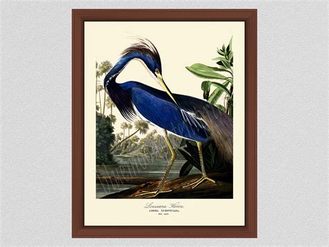 Louisiana Heron Art Print 2 By John James Audubon Blue Heron