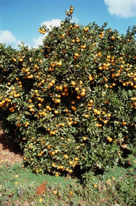 Maybe you would like to learn more about one of these? Overwatering Citrus Trees | Hunker