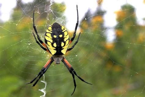 Banana Spiders The Banana Spiders Were Back