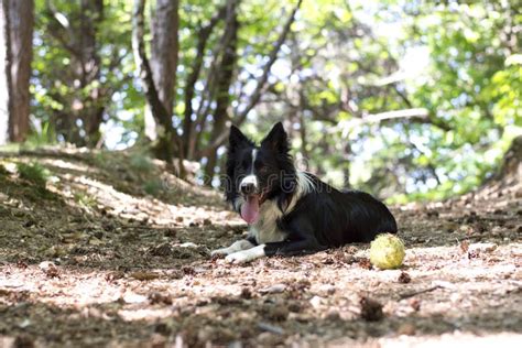 Border Collie Puppy Relaxing With The Ball In The Woods Stock Image