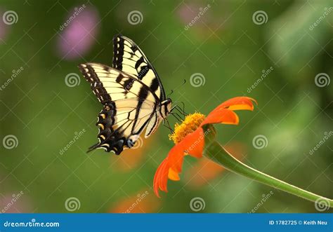 Mariposa Del Este De Swallowtail Del Tigre Imagen De Archivo Imagen