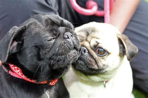 Is Your Dog A French Bulldog Or Pug They Could Be Banned From Uk In