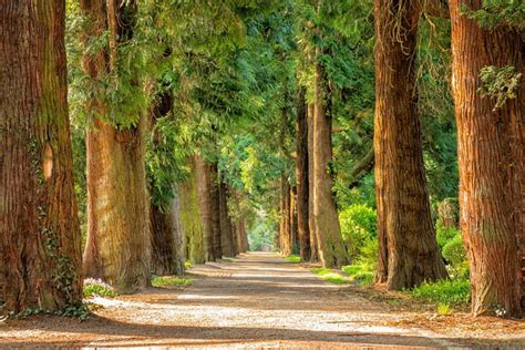 Inilah 5 Daerah Dengan Hutan Terluas Di Indonesia