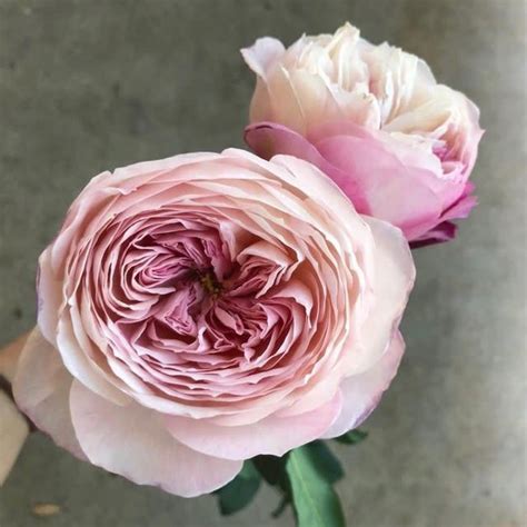 Alexandra Farms Garden Roses On Instagram David Austins Constance