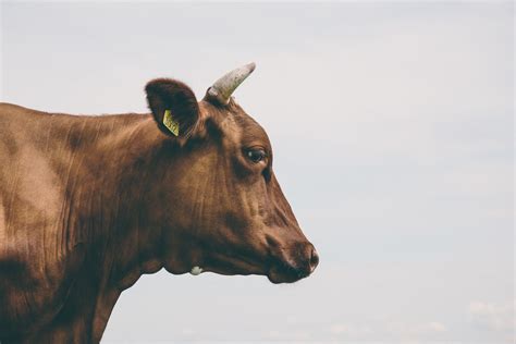 무료 이미지 흐림 농장 야생 생물 뿔 시골의 가축 농업 동물 상 닫다 옥외 황소 초점 일광 동물 사진