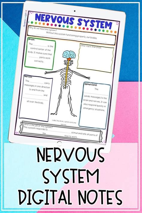 Nervous System Human Body Systems Grade 4 5 6 Digital Distance Learning Activity Upper