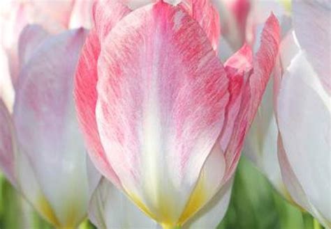 Planting Tulip Bulbs For Spring Hoosier Homemade