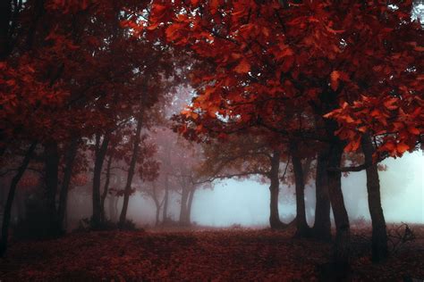 Wallpaper Fall Colorful Mist Trees Nature 2560x1707