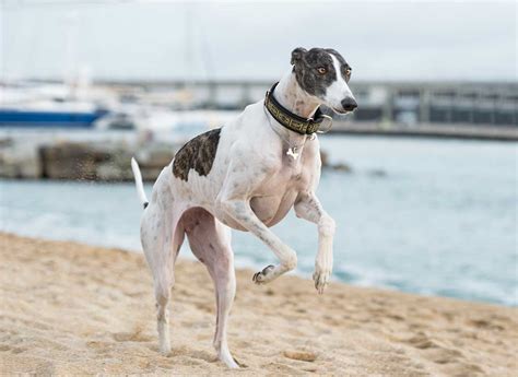 Galgo Espanol Dog Breed » Everything About Galgo Espanol