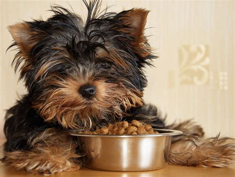 Free shipping on your first order shipped by amazon. Puppy-Yorkshire-Terrier | Dog food recipes, Food animals ...
