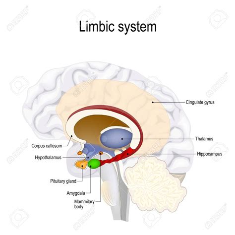 Limbic System Cerebral Cortex Lobes Flashcards Easy