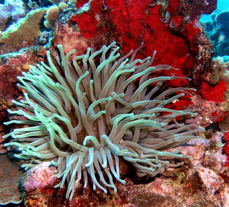 Giant Green Sea Anemone Against Red Coral Photograph By Amy Mcdaniel