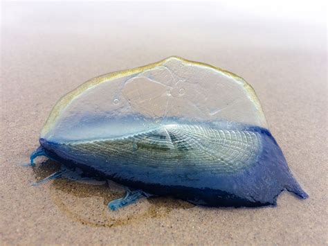 Bizarre Blue Jellyfish Washing Up On California Beaches Are A Sign Of