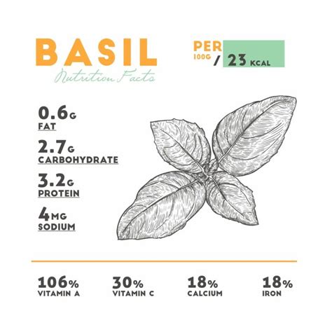 15 Different Types Of Fresh Basil Popoptiq