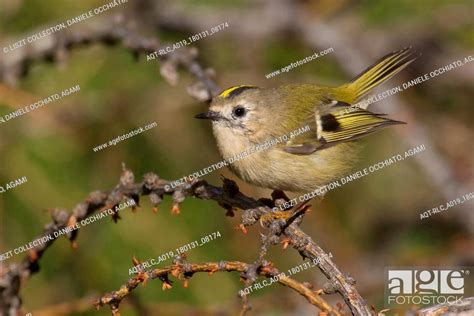 Regulus Regulus Goldcrest Stock Photo Picture And Rights Managed