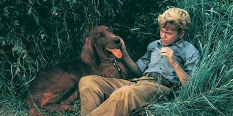 For more than 30 years, big red stables has welcomed passionate horse enthusiasts and beginners alike to experience real horseback trail riding on gentle, gaited tennessee. Big Red (1962) - Norman Tokar | Synopsis, Characteristics ...