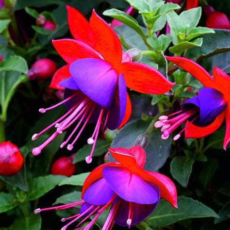 Potted Fuchsia Plant Delivery Nyc