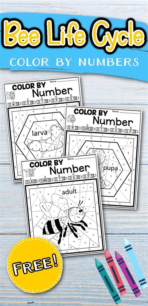 Color By Number The Life Cycle Of A Bee Life Cycles Bee Activities