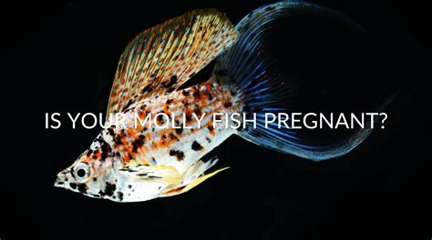 5 Ways To Tell If Your Molly Fish Is Pregnant Betta Care Fish Guide
