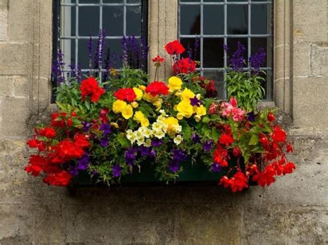 30 Best Flowers Plant For Window Boxes 2019 36 Window Box Flowers