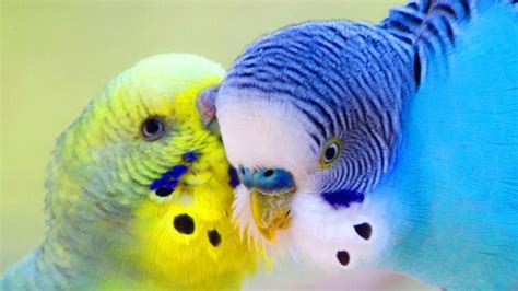 Kissing Parakeets Beautiful Birds Pet Birds Australian Parrots