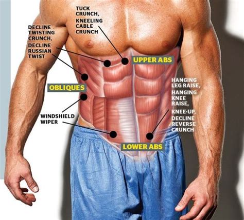 Meet Your Muscles Abdominal Muscles Anatomy Bodybuilding Wizard