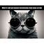 Cat Meme Quote Funny Humor Grumpy 41 Wallpapers HD / Desktop And 