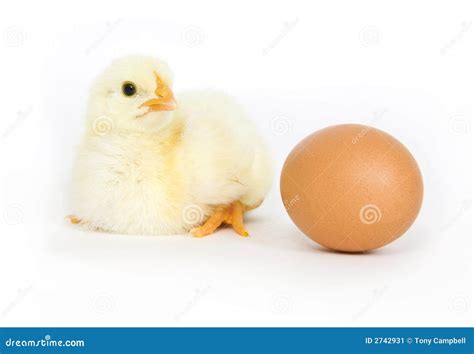 Baby Chick And Brown Egg Stock Image Image Of Brown Feathers 2742931