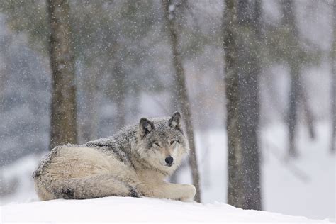 Wolf In Snowy Winter Forest