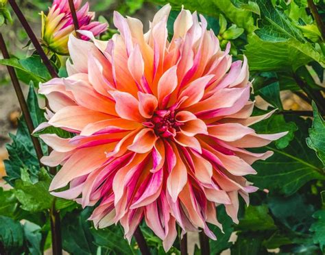 25 Dahlia Varieties To Look For Most Popular Cultivars Home For The