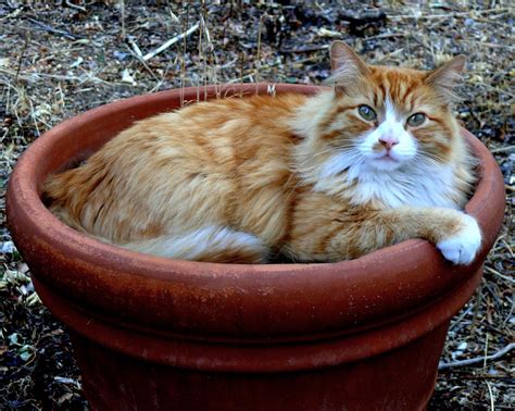 Cat On My Head Chester In The Flower Pot