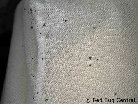 So, how can you tell if you have bed bugs early? Bed Bugs 101 | Early Detection | BedBug Central