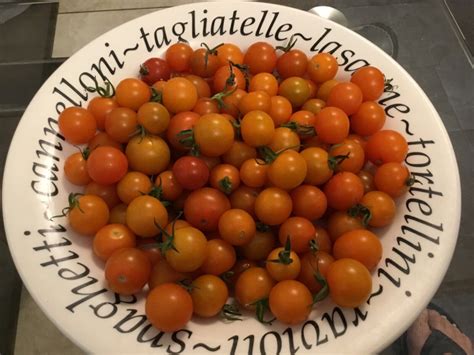 Tomatoes Sun Sugar 20 Seeds Indeterminate Cherry Tomatoes 🍅 Ebay