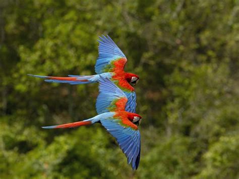 Green Winged Macaws Flying Wallpaper Hd Backgrounds