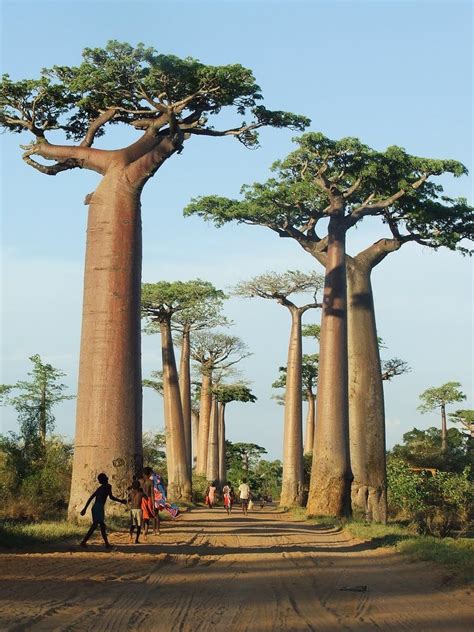 Baobabtrees In Madagascar Places Around The World Travel Around The