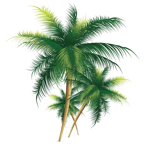 Coconut Tree Vector Png Clipart Palm Trees Coconut Pa