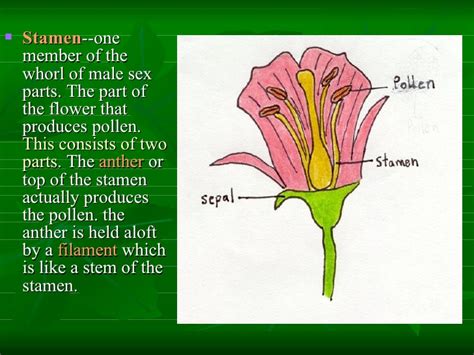 Male part of the flower where pollen is produced. Morphoanatomy Of The Flower