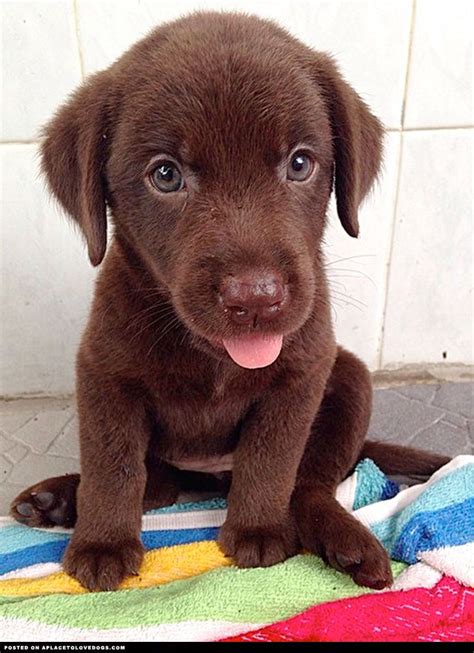 Cute Chocolate Labrador Puppy A Place To Love Dogs Cute Dogs