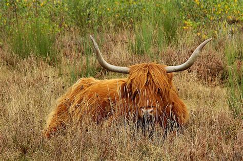 Download Free Photo Of Highland Beefcowbeefhornsanimal From