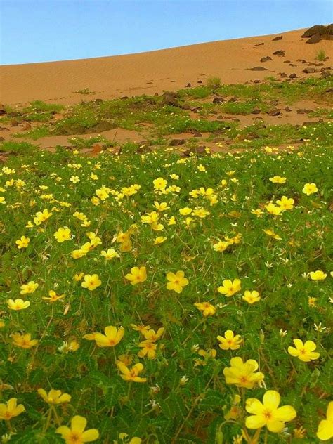 Flowers Cover The Desert Of Bisha Saudi Arabia Strange Sounds