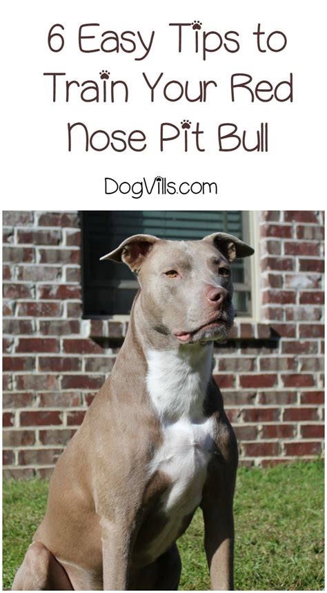 6 Easy Tips For How To Train Your Red Nose Pit Bull Dogvills
