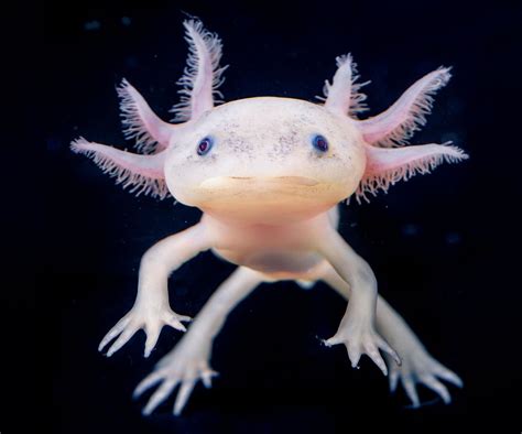 Axolotl Cute As An Axolotl Animals Alphabet The Parody Wiki