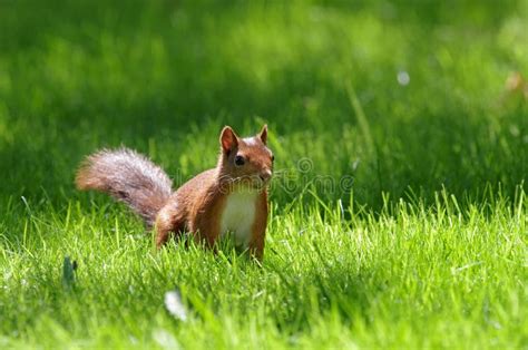Squirrel Sits In The Fresh Green Grass Stock Image Image Of Mammal