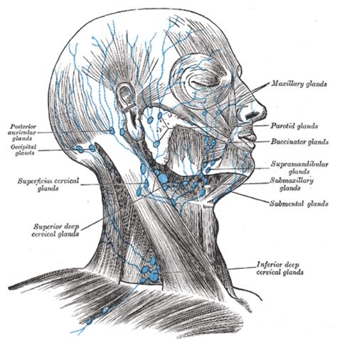 Anatomy Head And Neck Supraclavicular Lymph Node Article Images And